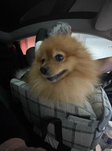 Pet car seat center - pet,